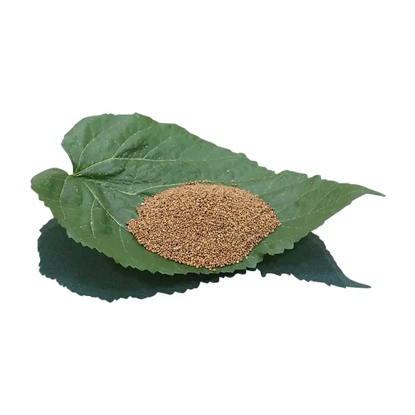 Mulberry Tree Seedling Guangxi Gui Sang You 12 Mulberry Seeds for Sericulture
