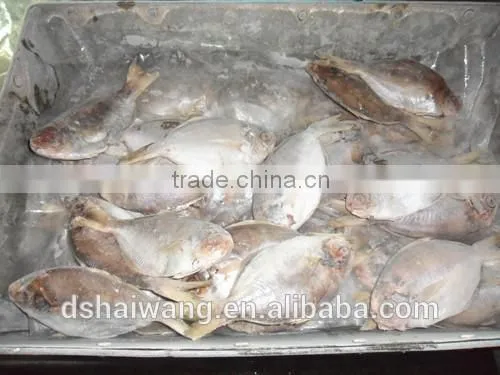 Frozen Butterfish in Fresh Seafood POMPANO photo-2