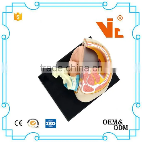 V-HM02 4D MASTER The Parent Organization of Human Uterus With the Fetus Assembled Model Quality Choice photo-3