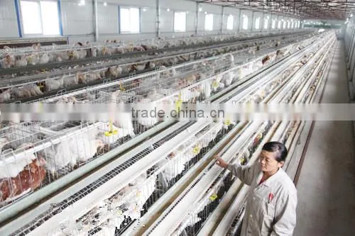 Large Span IE BV SGS Certificate Light Steel Structure Pourly House Chicken Animal Sheld photo-2