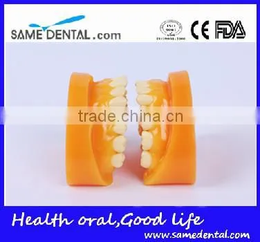 Double-Color Dentition Model School Education Teaching Model photo-4