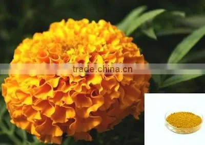 20% Lutein HPLC/UV