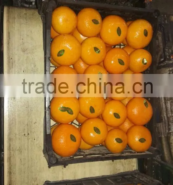 Fresh Egyptian Mandarin photo-3