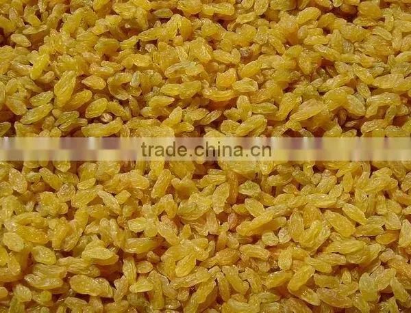 Golden Raisins