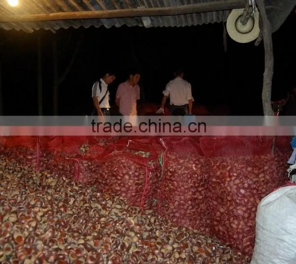 Dandong China Chestnut photo-4