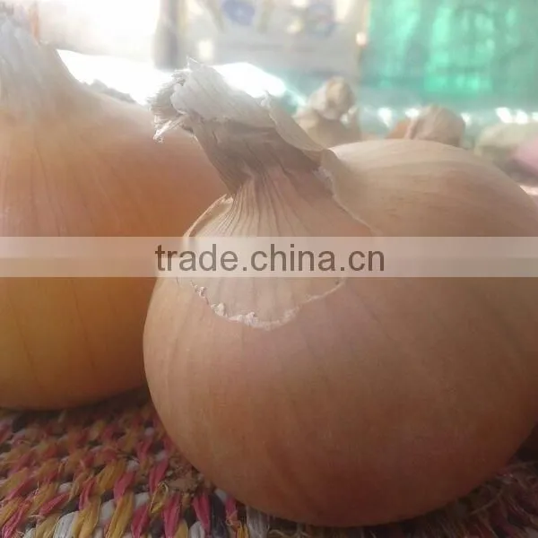 Mesh Bags of Egyptian Onions With Affordable Price photo-6