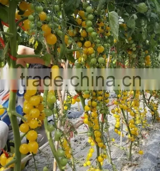 2016 Good Quality Hybrid Golden Yellow Cherry Tomato Seeds for Growing and for Sale-Golden Baby photo-3