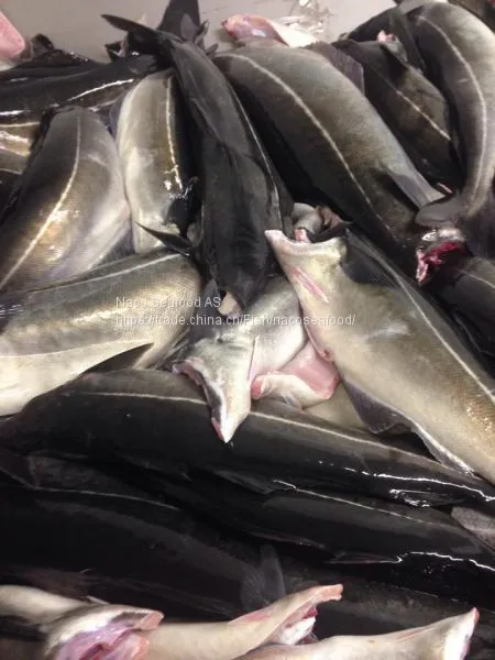 Atlantic Cod Fish, Cod Fillet, Norway Dry Stock Fish Cod HOG, Cod Bladder, HADDOCK Fish, Saithe Fish, Frozen Cod Head photo-2