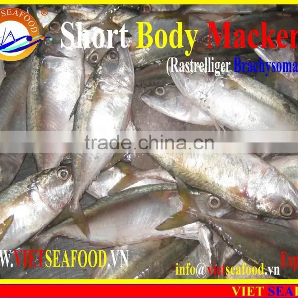 FROZEN SHORT BODY MACKEREL WHOLE ROUND photo-5