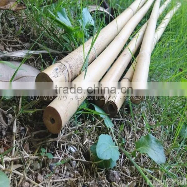 Thick Wall and Strong Tonkin Bamboo Canes for Supporting Plants at Cheap Price photo-6