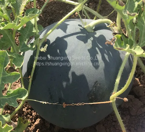 Hybrid f1 Black Watermelon Seeds With Red Flesh photo-4