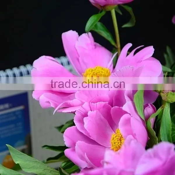 China Hot Sell Small Peony photo-5