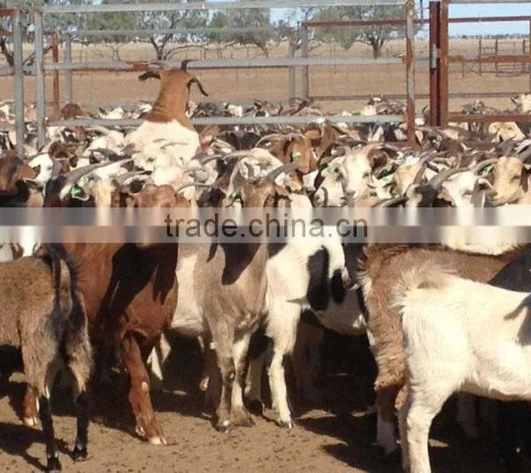 Pregnant Boer Goats for Sale