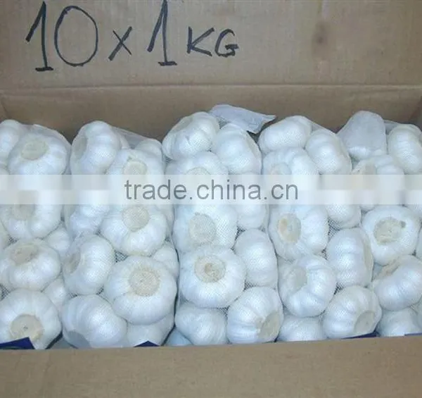 2016 Pure White Garlic 3P/4P/5P/ in 10kg Carton photo-6