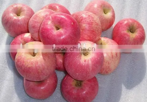 Chinese Fresh Sweet Fuji Apple With Good Quality photo-4