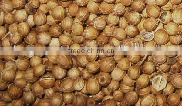 Pure Coriander Oil For Export | 100% Natural Coriander Oil photo-2