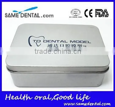 2 Times Tooth Model Dental Eduction Assistant No. DEA-14 photo-3