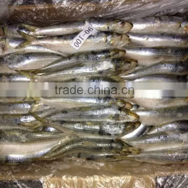 Frozen Sardine Fish for Tuna Bait photo-6