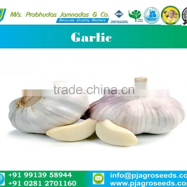 Garlic