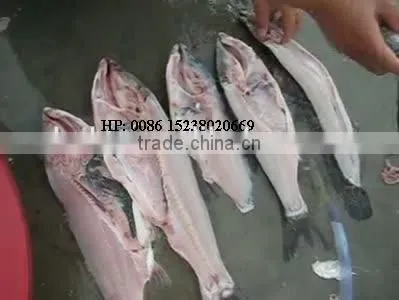 2016 Cheap Price Fish Killing Machine photo-3