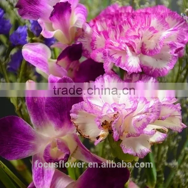 Magnificent Cut Flower Holland Carnation for Interior Decoration photo-4