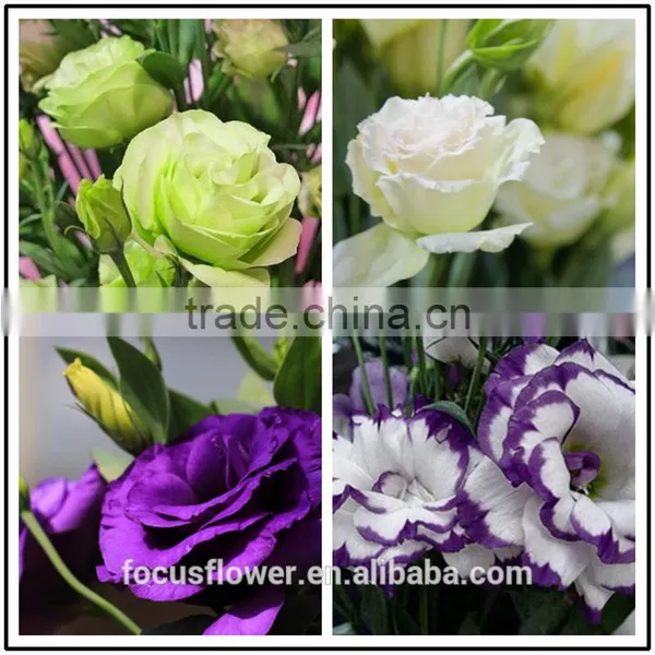 Colorful Fresh Cut Eustoma Flowers Fresh Flowers From China