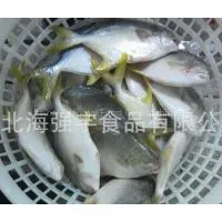 Frozen Pompano Golden Pomfret Whole Round