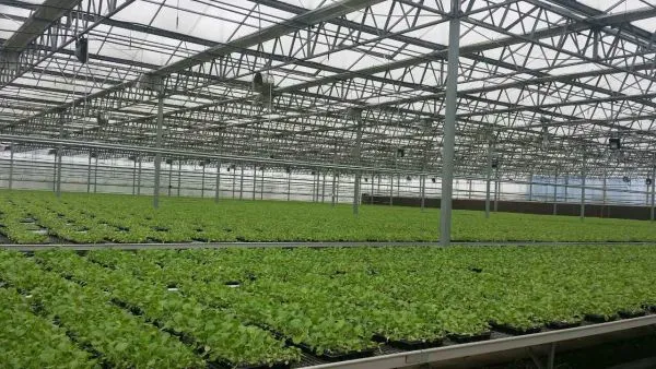 Multispan Glass Greenhouse, Commercial Glass Greenhouse for Vegetables Planting photo-2