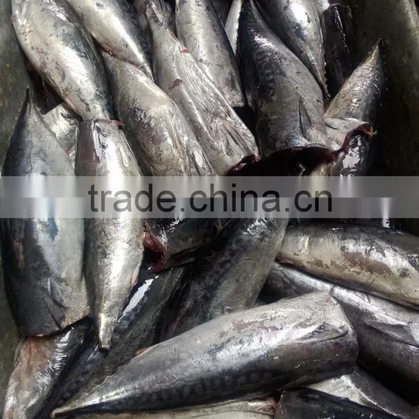 Processing Frozen HGT Bonito Fish photo-5