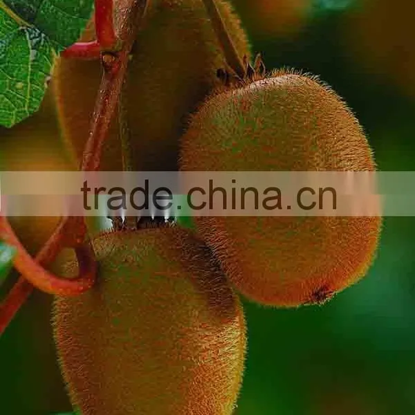 Kiwi Fruit