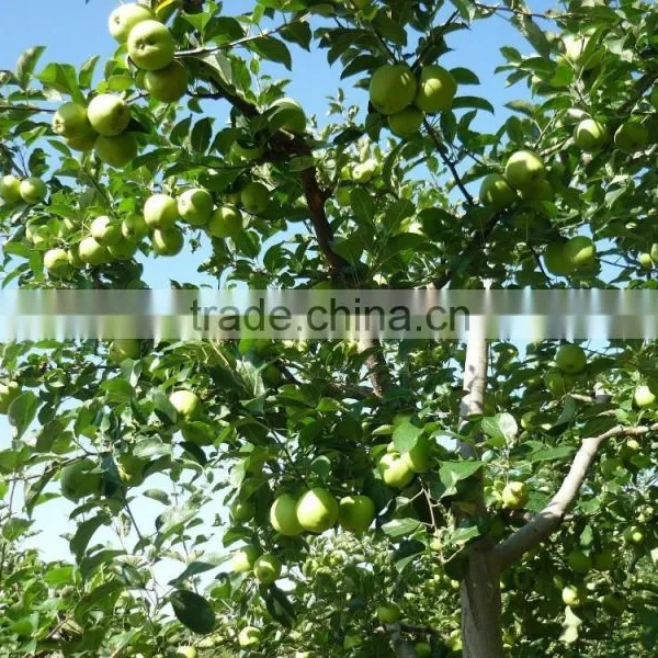 2015 China Green Apple Gala photo-2