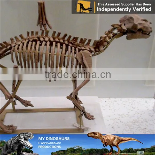 MY Dino-C074 Dinosaur Park Articulated Skeleton Models photo-4