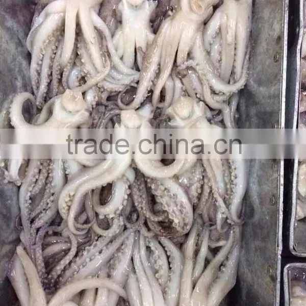 Frozen Squid Head From High Quality Illex Squids photo-2
