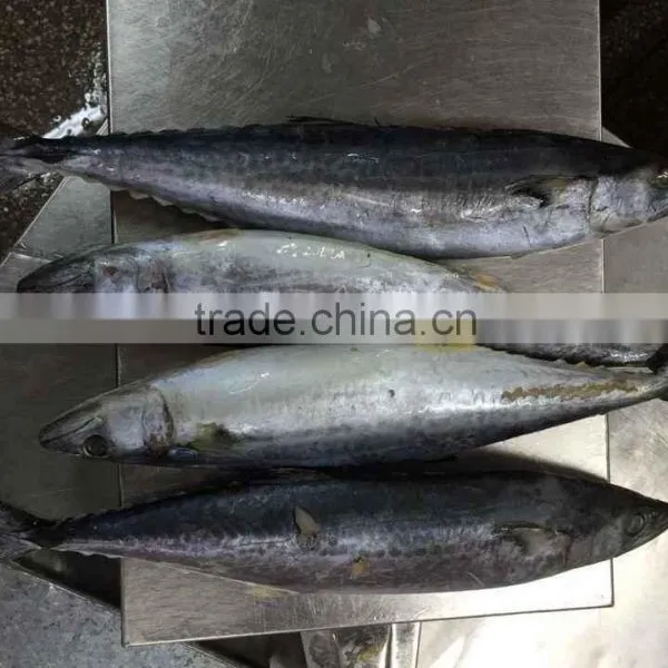 Whole Frozen Spanish Mackerel photo-2