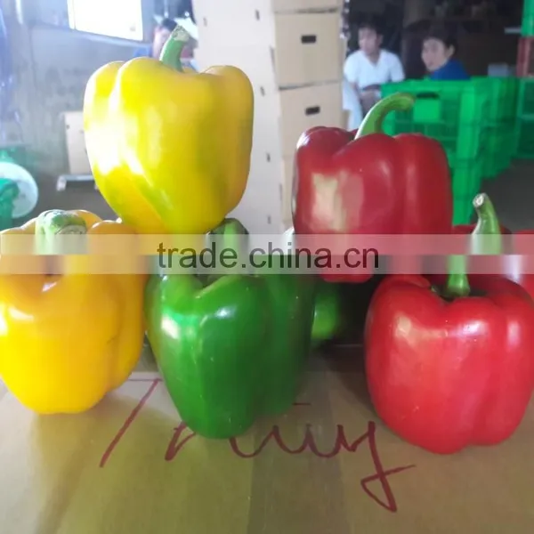 FRESH CAPSICUMS From Viet Nam photo-2