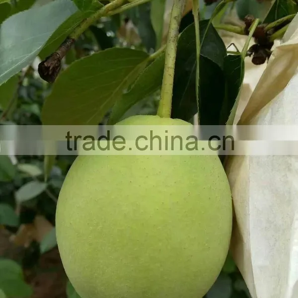 Year 2016 New Season Shandong Pears