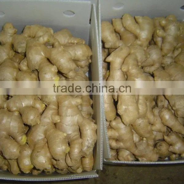 Air Dried Ginger photo-4
