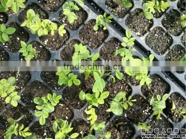 Wholesale Cheap Good Quality ps Cells Seedling Trays photo-4
