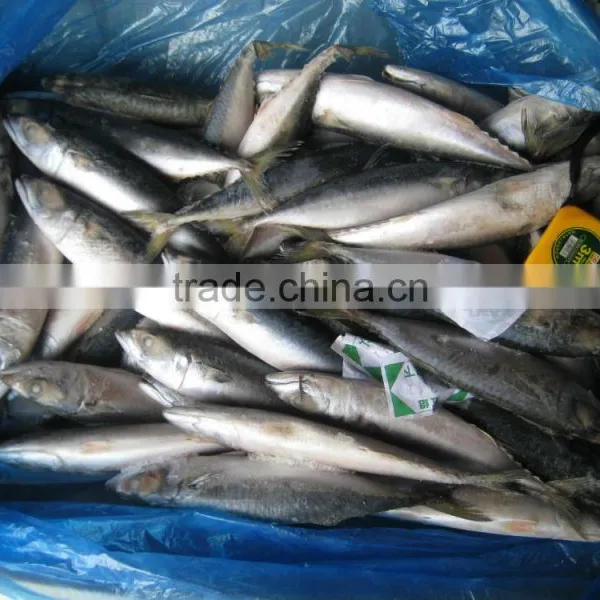 Sea Frozen Pacific Mackerel 150~250g photo-2