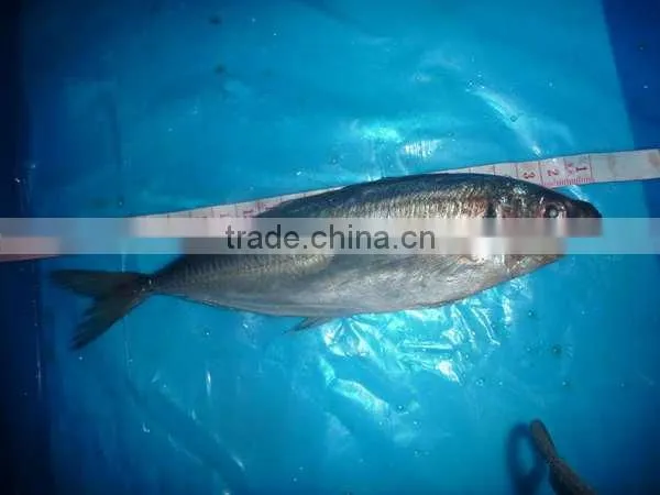 Trachurus Japnonicus Frozen Horse Mackerel Fish photo-3
