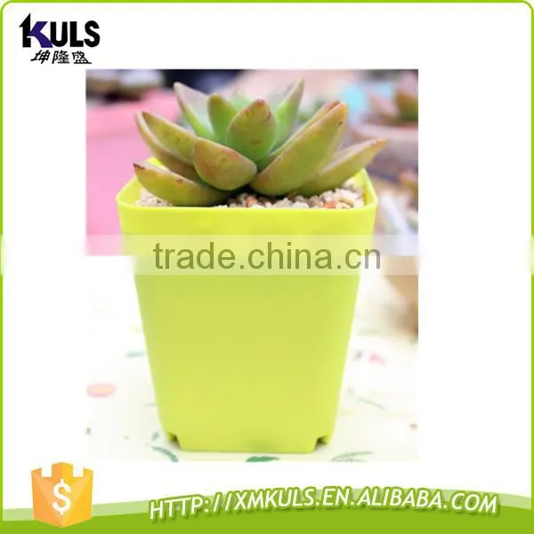 Wholesale Colorful Cheap Mini Plastic Flower Pots photo-2