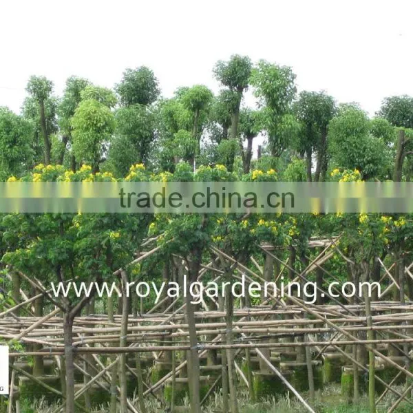 Cassia Surattensis Plants photo-2