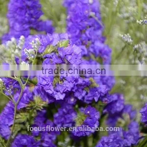 Flower Fresh Cut Flower Trusted Suppliers Purple Statice Popular Wholesale Festival Items photo-4