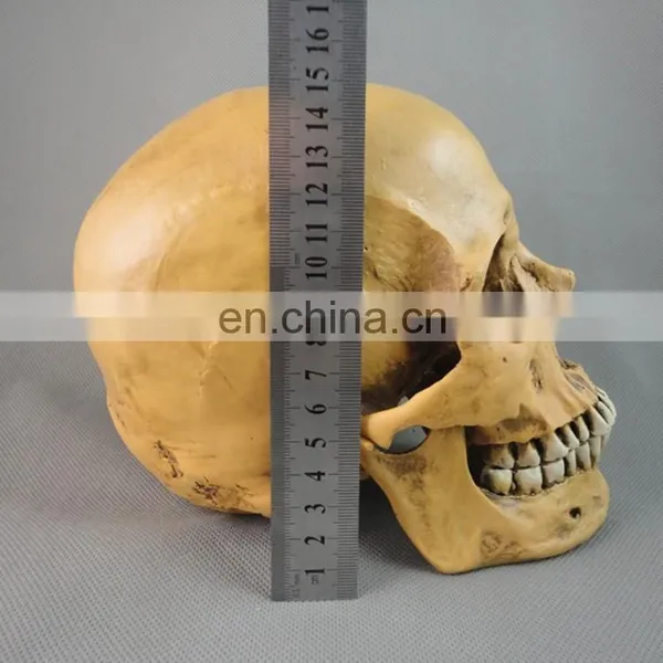 Wholesale Simulation Decorative Party Skull FGHS-0006 photo-4