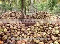 Fresh Matured Coconut Supplier