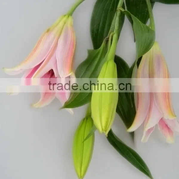 High Quality Sorbonne Lilies in Sale photo-3