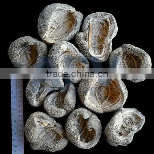 Ball Sea Cucumber Vietnam, Pingpong Fish, Holothuria Spp photo-5