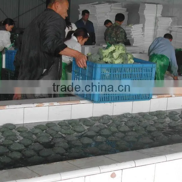 Chinese Fresh Broccoli (11-13cm ) From New Farm photo-2