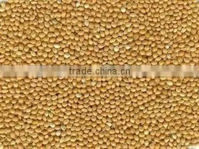 Yellow Broomcorn