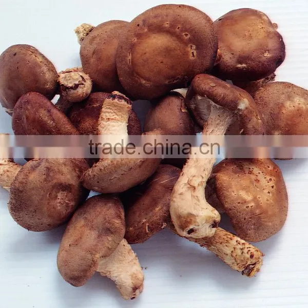 Commerical Mushroom Floss Machine/mushroom Floss Making Machine/fungus Floss Making Machine photo-5
